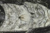 Polished Fossil Orthoceras (Cephalopod) - Morocco #138302-1